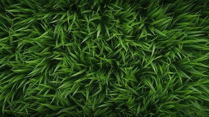 Green Grass Seamless Pattern Texture Background