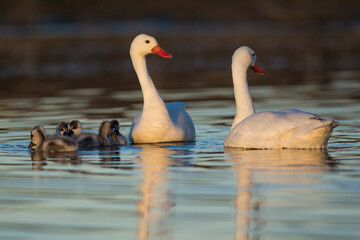Coscoroba swan with cygnets swimming in a lagoon , La Pampa Province, Patagonia, Argentina.