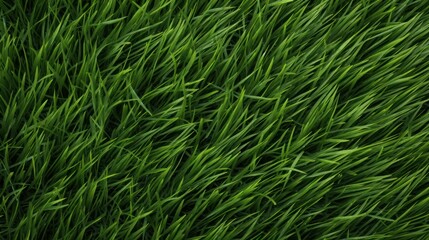 Fototapeta premium High Quality Green Grass Texture Pattern Seamless Background