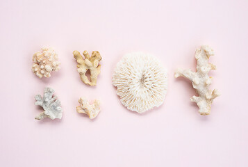 Fototapeta na wymiar Fossil coral arrangement. Marine collection.