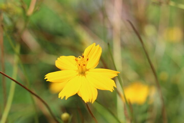 Obraz premium yellow flower in the garden