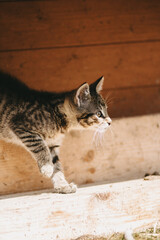 Młody prążkowany kot z profilu - obrazy, fototapety, plakaty
