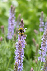 Nepeta & Bumblebee
