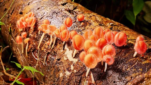 Fresh orange Champagne Mushrooms growing on logs..There is a spray of waterfall water falling down on the bright orange mushrooms as it cascades down the waterfall..juiciness of nature background