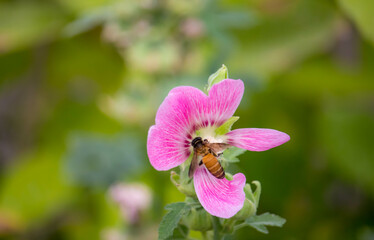 Flowering common hollyhock (Alcea rosea) plants with dark red flowers in summer garden. The bee suck nectar and pollen of Pink Hollyhock Flower.