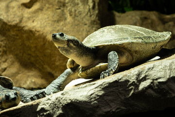 Arrau turtle Podocnemis expansa, South American Amazon river turtle.