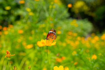 Butterfly with orange sulfur cosmos or yellow cosmos flower.