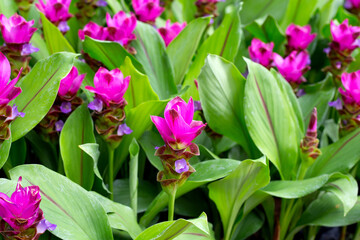 Pink flower of curcuma sessilis gage plant
