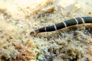 Very rare imge of banded bootlace sea worm - (Notospermus geniculatus), Underwater image into the Mediterranean sea