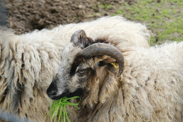 close-up of close-up of unshorn rams, animal eats grass, domestic sheep, artiodactyl mammal Ovis aries, sheared sheep's wool, fleece, sheep breeding, production of cheese