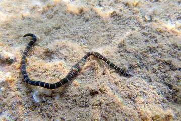 Very rare imge of banded bootlace sea worm - (Notospermus geniculatus), Underwater image into the Mediterranean sea