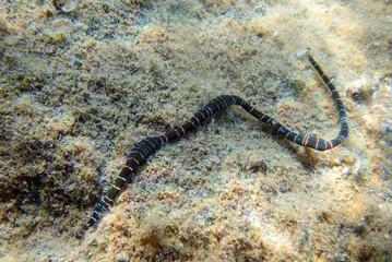 Very rare imge of banded bootlace sea worm - (Notospermus geniculatus), Underwater image into the...