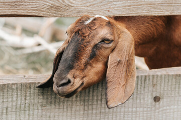 Koza anglonubijska z długimi uszami