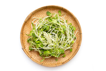 Sunflower Sprout on white background.