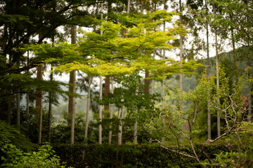 Natural green gradient in Kyoto