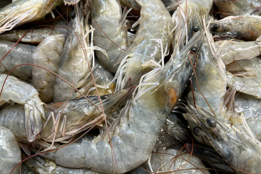 Fresh sea shirmp on ice. Seafood market