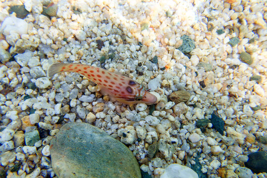 The shore clingfish - (Lepadogaster lepadogaster), underwater image into the Mediterranean sea