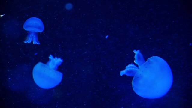 A group of jellyfish swimming in the aquarium are illuminated blue in the dark