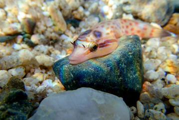 The shore clingfish - (Lepadogaster lepadogaster), underwater image into the Mediterranean sea