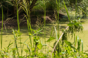 A pond on which water blooms. There are trees and grass around the pond. The sky is blue.