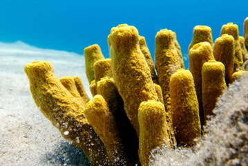 Yellow tube sea sponge - Aplysina aerophoba, underwater image into the Mediterranean sea