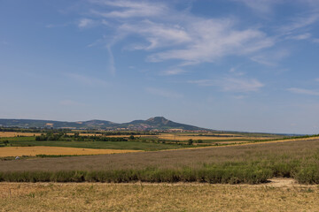 Obraz premium Summer field with a beautiful blooming lavender plant - Lavandula. The flowers are purple and pink. In the background is Palava.