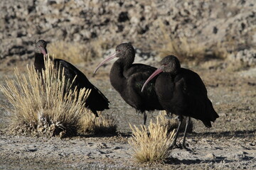 Ibis de la Puna (Plegadis ridgwayi)