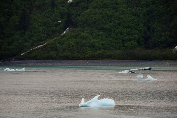 Cruise to Hubbard Glacier Bay in Alaska with floating ice bergs and drift ice floes on ocean water...