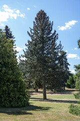 Tall stout fir trees outdoors in nature.