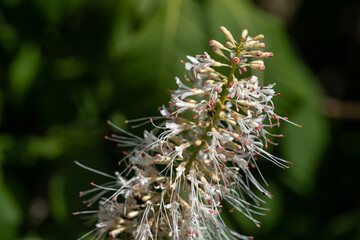 Beautifully fragrant horsetail flower in detail.