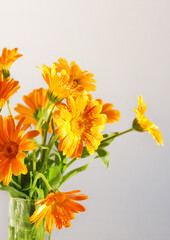 A bouquet of Calendula flowers close up with dew on gray background