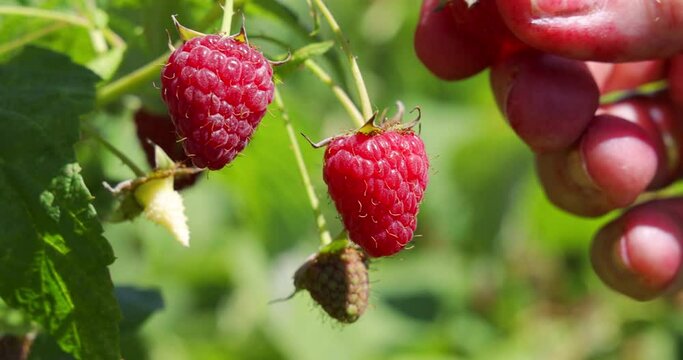 Picking raspberries in the orchard. Close up of female hand picking berries juicy ripe fruit, slow motion. Bright sunny summer day