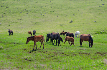 a herd of wild horses grazing in a green mountain valley.