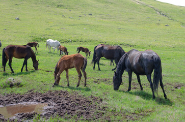 a herd of wild horses grazing in a green mountain valley.