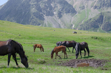 Obraz premium a herd of wild horses grazing in a green mountain valley.