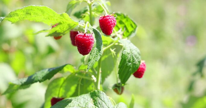 Fresh raspberries dancing in the wind, close up of berries juicy ripe fruit in orchard ready for picking