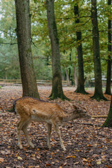 Female Red deer stag in Lush green fairytale growth concept foggy forest landscape image