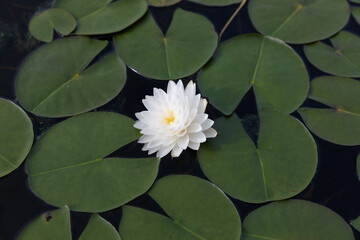 Pink lotus flower is blooming in the pond with beautiful leaf in beautiful day with selective focus.