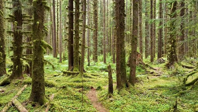 Located on the Olympic Peninsula, the moss-covered Hoh rainforest is one of the largest temperate rainforests in the U.S. Receiving over 100 inches of rain annually, the region is lush with flora.