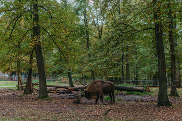The European bison (Bison bonasus), also known as wisent or the European wood bison stands in green grass with an old forest in the background. The American bison and the European bison are the