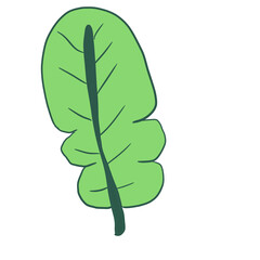 green leaf isolated on white