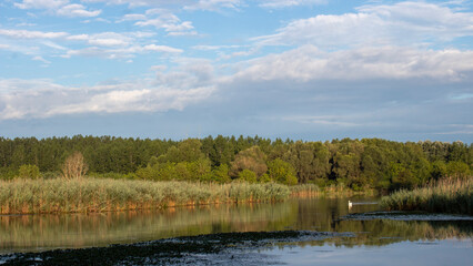 white swan on a lake. forest landscape.