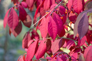 Red leafs of euonymus alatus in garden autumn close-up. Winged euonymus decorative plant with bright leaves of family celastraceae. Burning bush of leaves winged spindle. Foliage ornamental shrub.