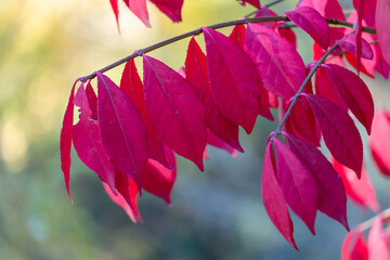 Red leafs of euonymus alatus in garden autumn close-up. Winged euonymus decorative plant with bright leaves of family celastraceae. Burning bush of leaves winged spindle. Foliage ornamental shrub.
