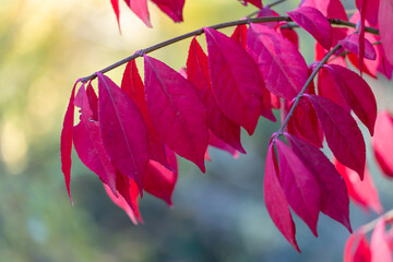 Red leafs of euonymus alatus in garden autumn close-up. Winged euonymus decorative plant with...