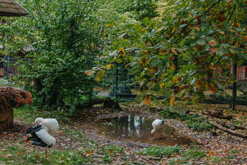 Stork Cleans Feathers Standing On One Leg. Autumn Park. Stork cleans feathers on bank of river in sunny day. Life of wild bird, animals. Wildlife. Selective focus.