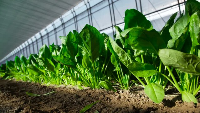 ほうれん草　農業　ハウス栽培