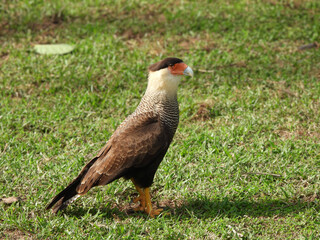 Southern caracara or crested caracara (Caracara plancus) standing in short grass in Pantanal, Brazil.