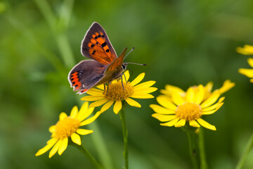 Kleiner Feuerfalter, Lycaena phlaeas,