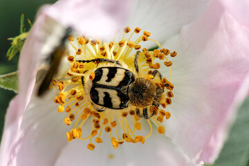 Gebänderter Pinselkäfer, Trichius fasciatus auf rosa Blüte